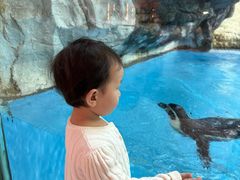 -帝企鹅自助餐厅•儿童岛•真企鹅(长隆企鹅酒店)