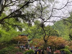 -茶颜悦色(岳麓山顶店)