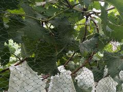 -马陆小张葡萄园农家乐