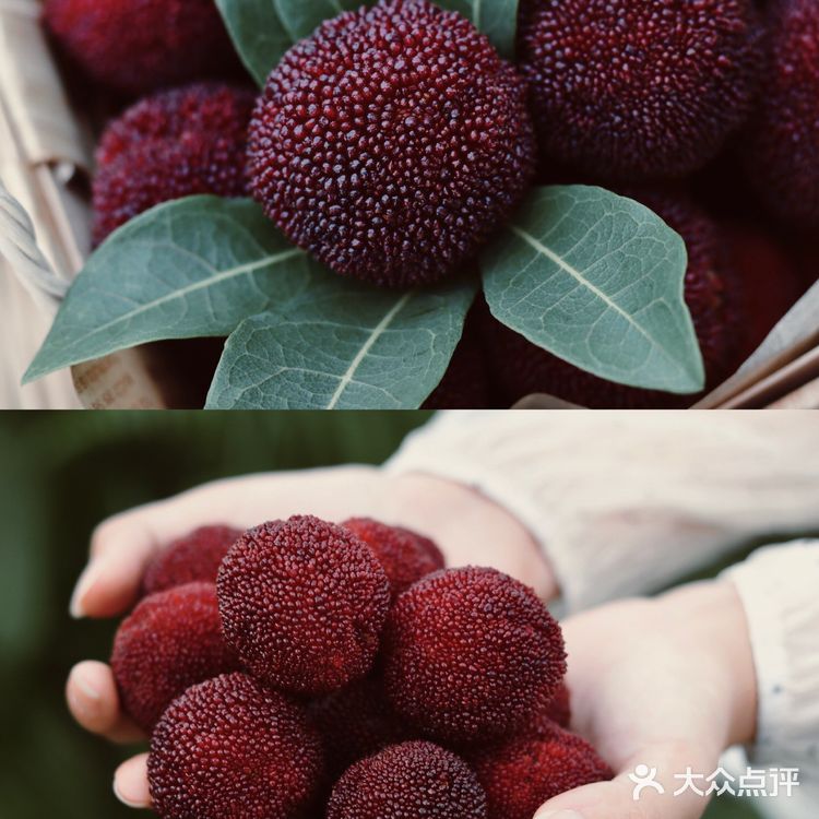 江浙沪周边游 | 又到杨梅季仙居杨梅熟了