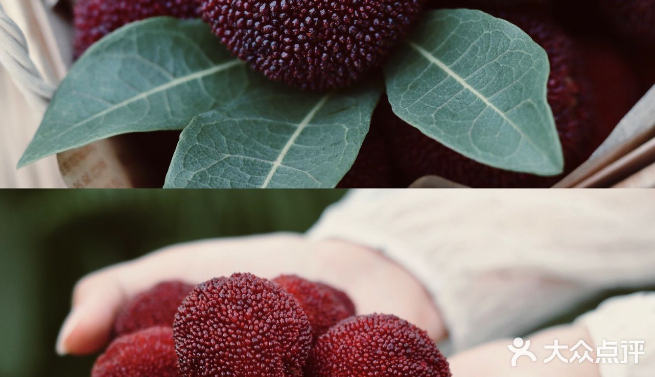 江浙沪周边游 | 又到杨梅季仙居杨梅熟了