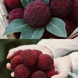 江浙沪周边游 | 又到杨梅季仙居杨梅熟了