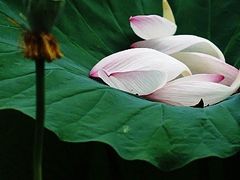 -中粮万科长阳半岛