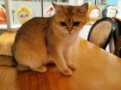 -猫小院猫主题餐厅(三里屯店)
