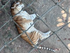 -西霞口神雕山野生动物世界