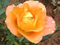 -人民公园(罗湖区)