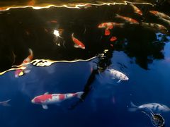 -香麒园·过桥米线·南湖雅宴