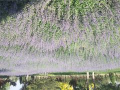 iphone_upload_pic-永定河休闲森林公园