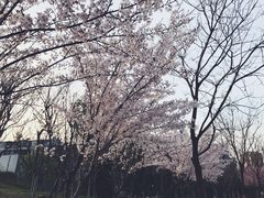 -浮山香苑