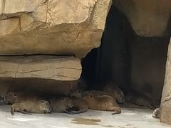 -临沂动植物园