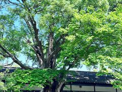 -苏州文庙(姑苏区)