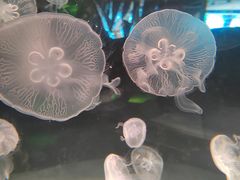 -海合安成都极地海洋公园