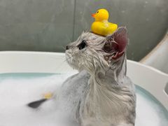 -芭比堂动物医院·24小时·眼科中心(深圳中心)