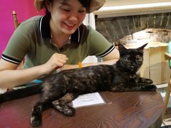-猫色咖啡·猫咖