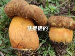 -野·大山里野生菌石锅土鸡(益田假日店)