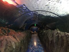 -悉尼海洋生物水族馆