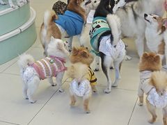 -怪兽屋·羊驼·猫咖·狗咖(俊华广场店)