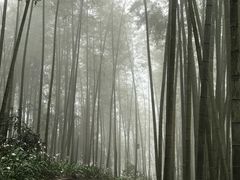 -蜀南竹海景区