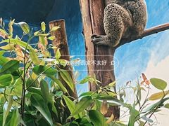 -广州长隆野生动物世界