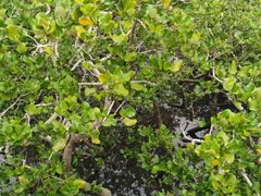 -北海金海湾红树林生态旅游区