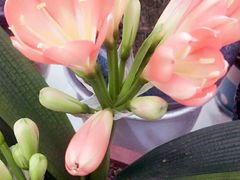 忆花香花卉坊 图片 Jiaozuo购物 大众点评网