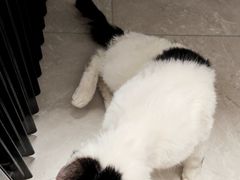 -御宝贝·A梦猫科宠物医院(国际猫友好医院)