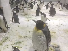 -大连圣亚海洋世界