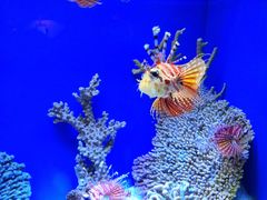 -上海海洋水族馆