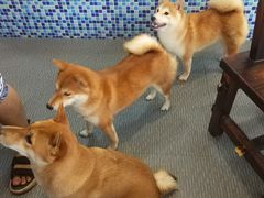 -柴源莊·柴小宠柴犬咖啡