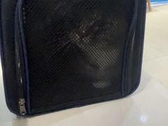 -伟伟宠物医院·CT影像中心·瑞派犬猫综合性门诊(汉口总院)