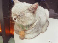 -怪兽屋·羊驼·猫咖·狗咖(俊华广场店)