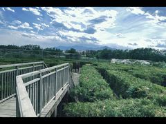 -亲兄弟真人CS团建拓展基地