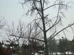 -青岛海景花园大酒店·白果树餐厅青岛菜