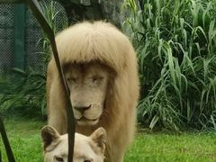 -宠物星动物医院·眼科·异宠·猫科(江南大道总院)