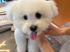 -帕帕拉兹宠物(亚洲旗舰店)