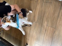 -爱侣·安琦尔宠物医院·中兽医针灸·心内科·狂犬免疫点(宝山区院)