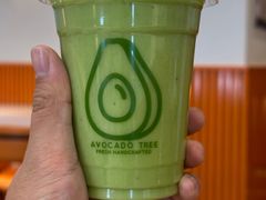 -油梨树 AVOCADO TREE(亮马桥店)