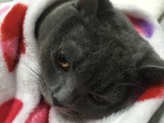 -达爱动物医院·犬猫分区·CT·复杂眼科(远洋山水分院)