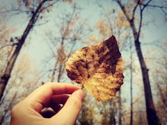 -合肥滨湖国家森林公园