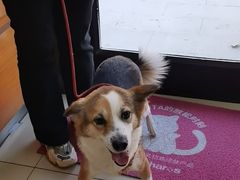 -宠福鑫动物医院(城北分院)