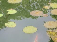 -红花湖景区