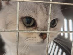 -宠颐生动物医院·猫科·心脏科(海口分院)