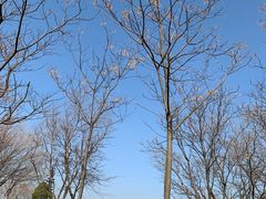 -盘龙城国家考古遗址公园