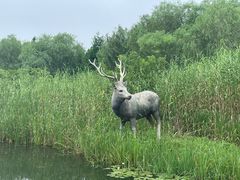 -溱湖国家湿地公园