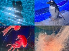 -上海海昌海洋公园