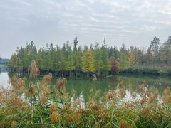 -白鹭湾湿地公园