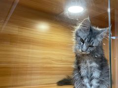 -猫十亿·布偶金渐层·曼基康矮脚猫舍(青年路店)