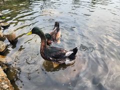 -深圳仙湖植物园