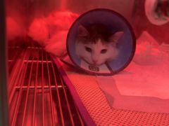 -米苏动物医院·犬猫专科·骨科外科内窥镜