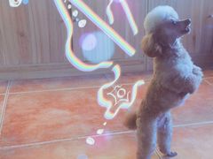 -美联众合宠物医院·爱萌分院·内外科·猫科中心